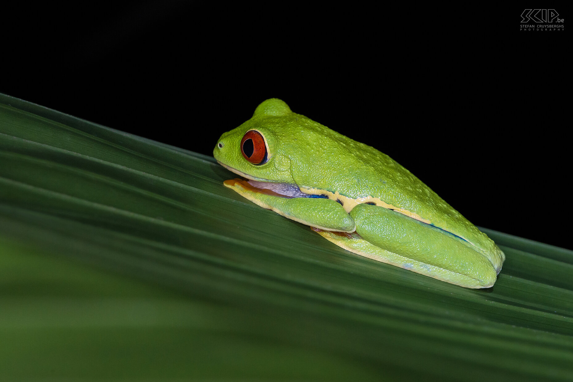 Selva Verde - Roodoogmakikikker Een prachtige roodoogmakikikker (red-eyed tree frog, agalychnis callidryas) in de tuinen van onze lodge Selva Verde. Deze nachtelijke boomkikker heeft rode ogen met verticale vernauwde pupillen, oranje voeten en een fel groene lichaam met gele en blauwe verticaal gestreepte zijden. Ze zijn 's nachts actief en ze eten krekels, motten, vliegen en andere insecten.<br />
 Stefan Cruysberghs